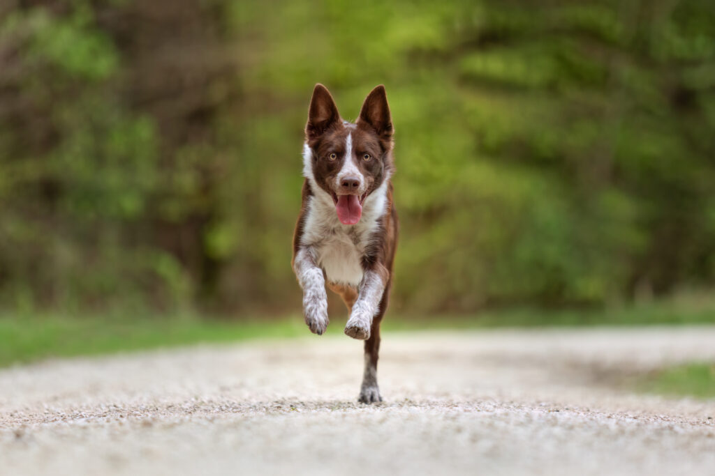 Hundeshooting Janina Eberle Tierfotografie