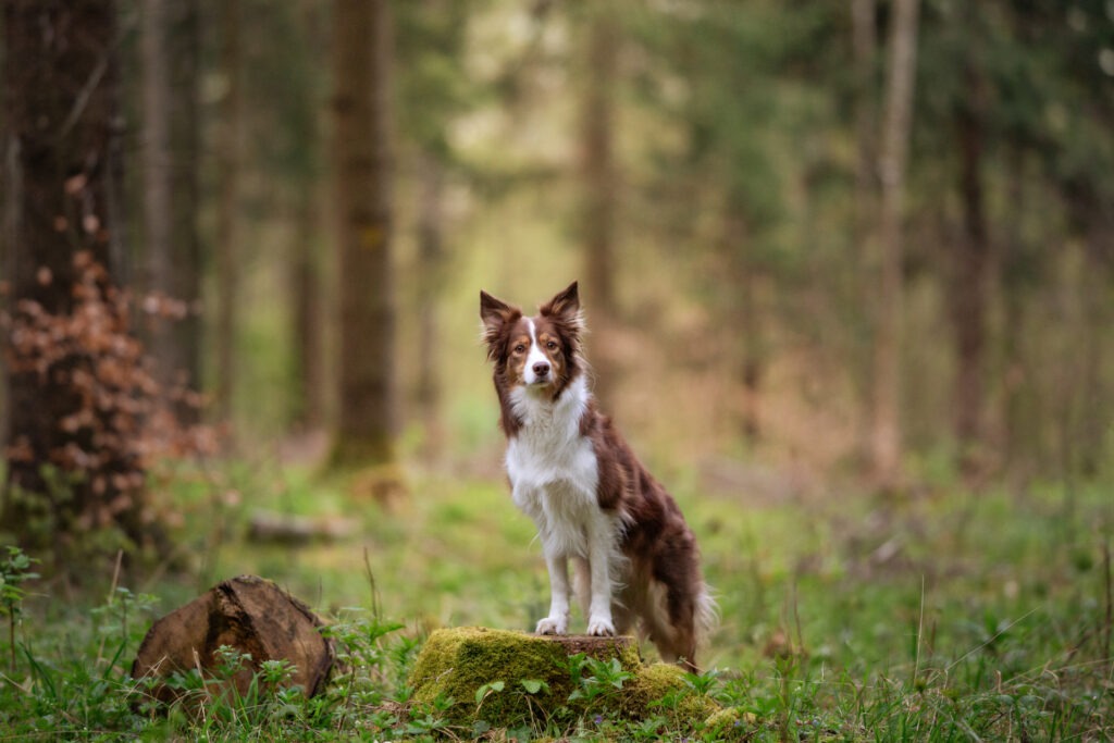 Hundeshooting Janina Eberle Tierfotografie