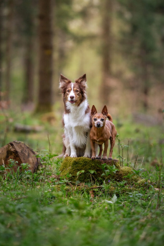 Hundeshooting Janina Eberle Tierfotografie