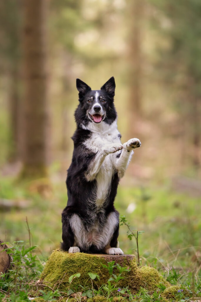 Hundeshooting Janina Eberle Tierfotografie