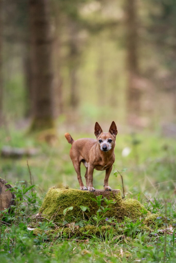 Hundeshooting Janina Eberle Tierfotografie