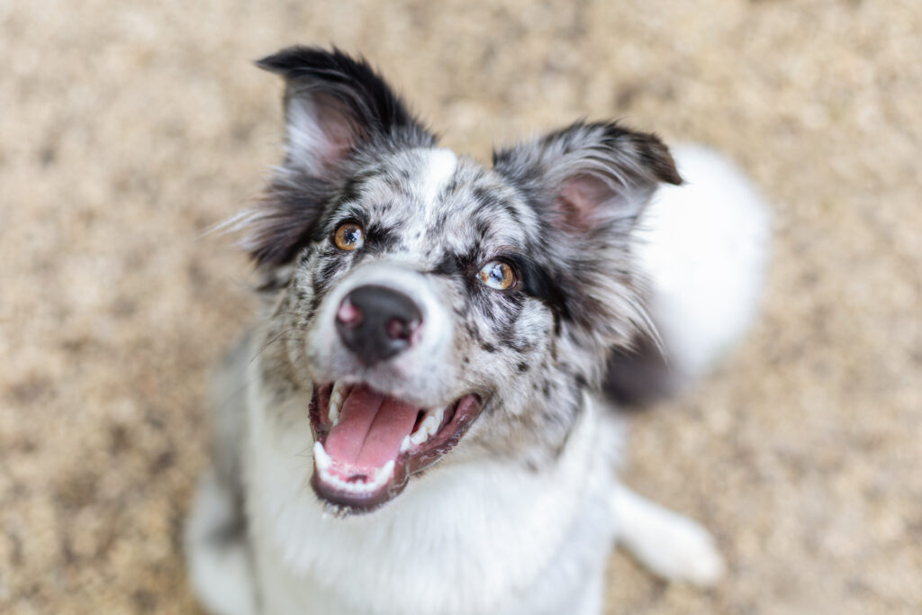 Hundeportrait Janina Eberle Tierfotografie