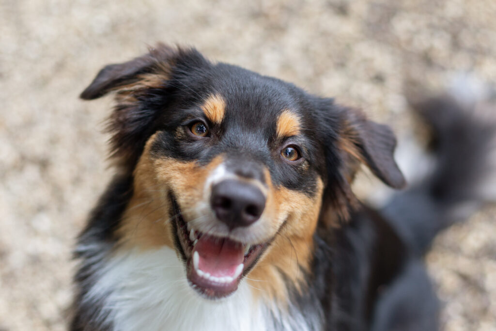 Freundinnenshooting mit Hund Janina Eberle Tierfotografie