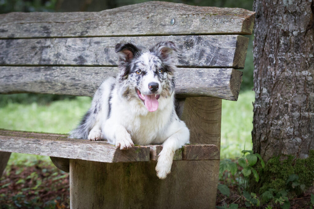 Freundinnenshooting mit Hund Janina Eberle Tierfotografie