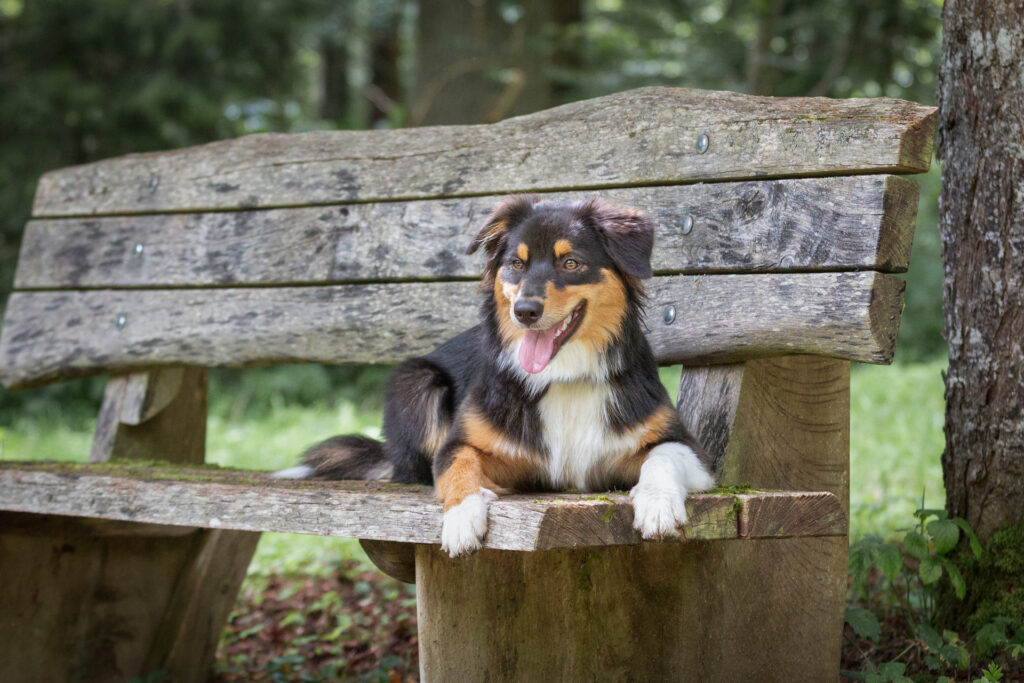 Freundinnenshooting mit Hund Janina Eberle Tierfotografie