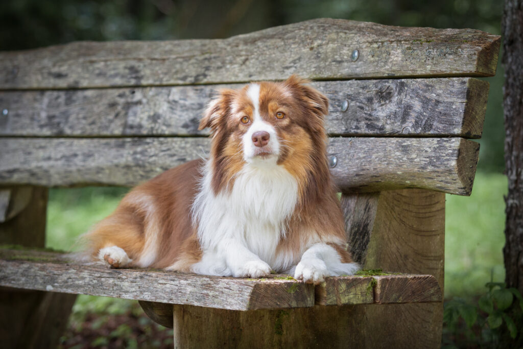 Freundinnenshooting mit Hund Janina Eberle Tierfotografie