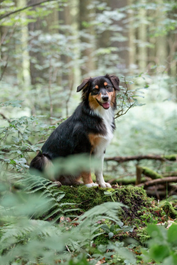 Freundinnenshooting mit Hund Janina Eberle Tierfotografie