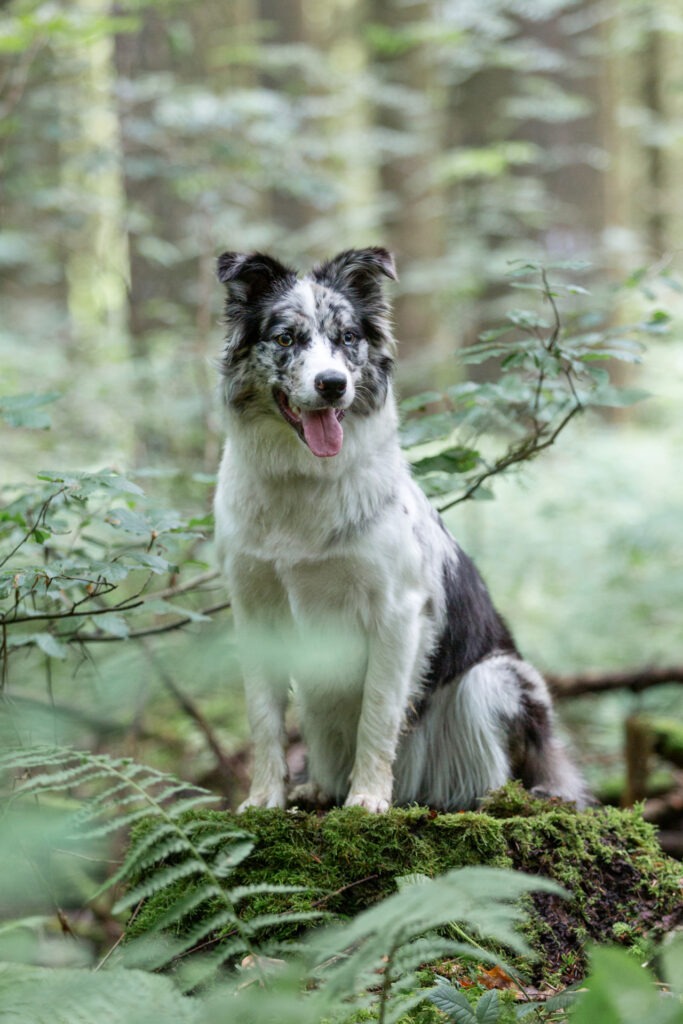 Freundinnenshooting mit Hund Janina Eberle Tierfotografie