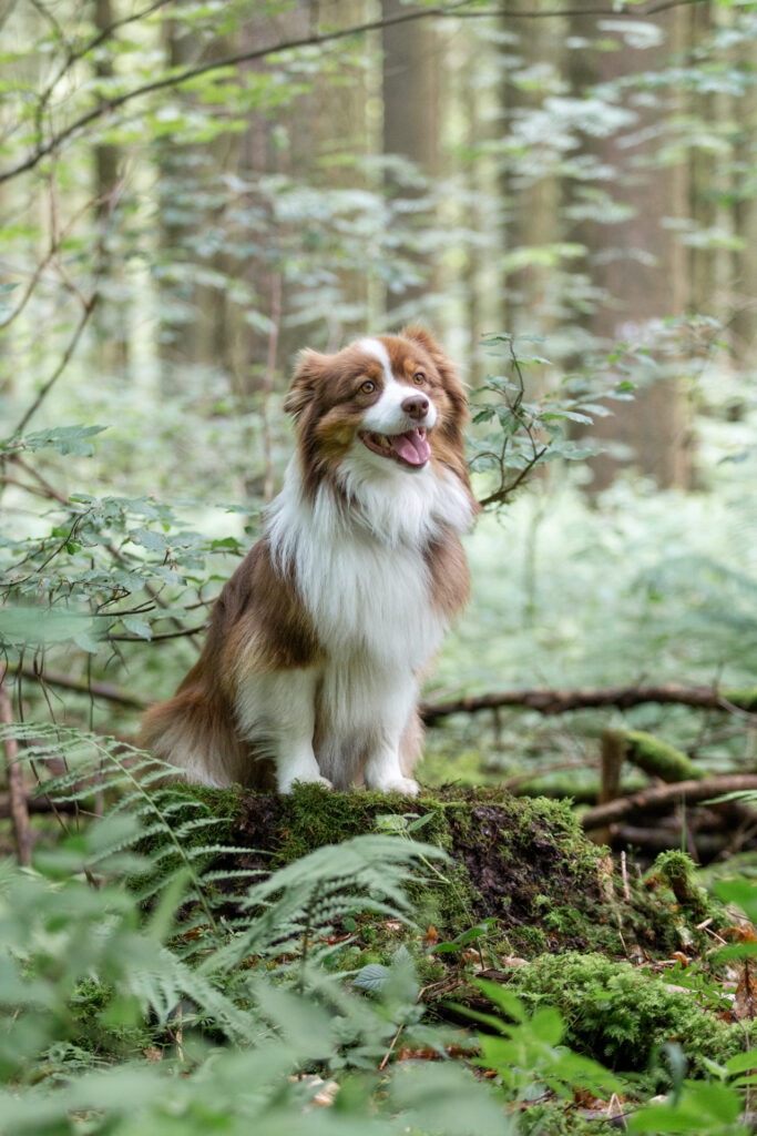 Freundinnenshooting mit Hund Janina Eberle Tierfotografie