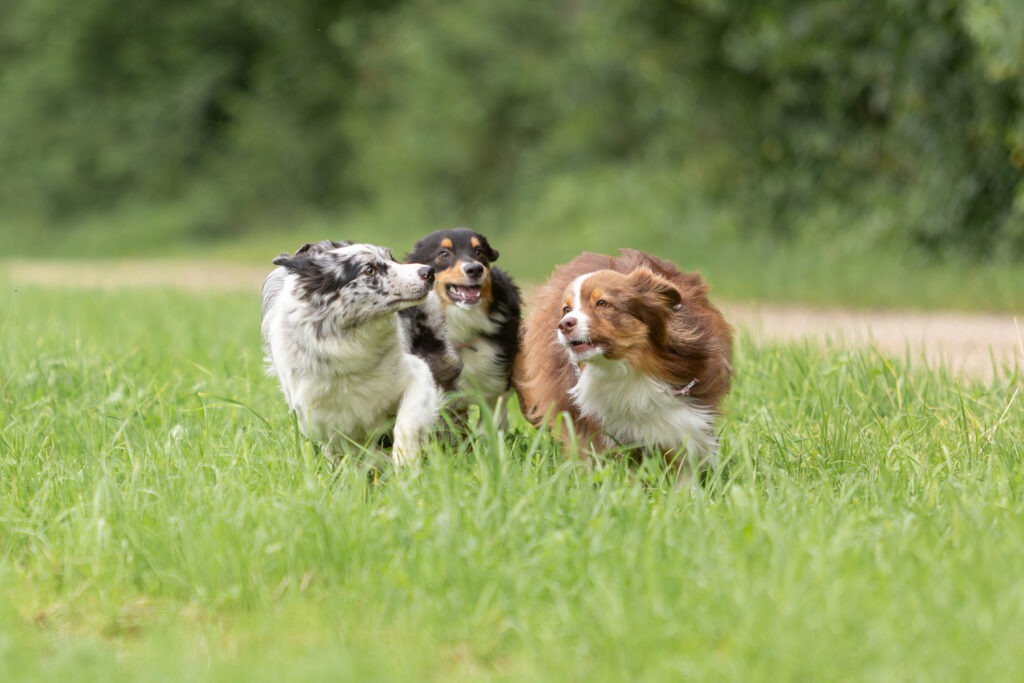 Freundinnenshooting mit Hund Janina Eberle Tierfotografie