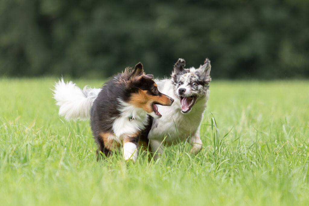 Freundinnenshooting mit Hund Janina Eberle Tierfotografie