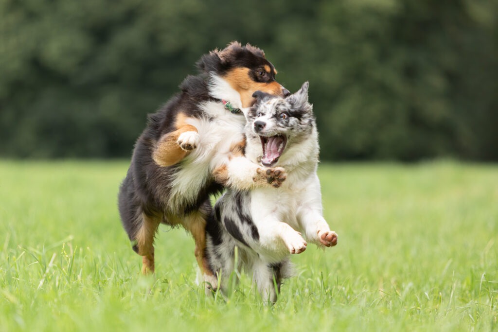 Freundinnenshooting mit Hund Janina Eberle Tierfotografie