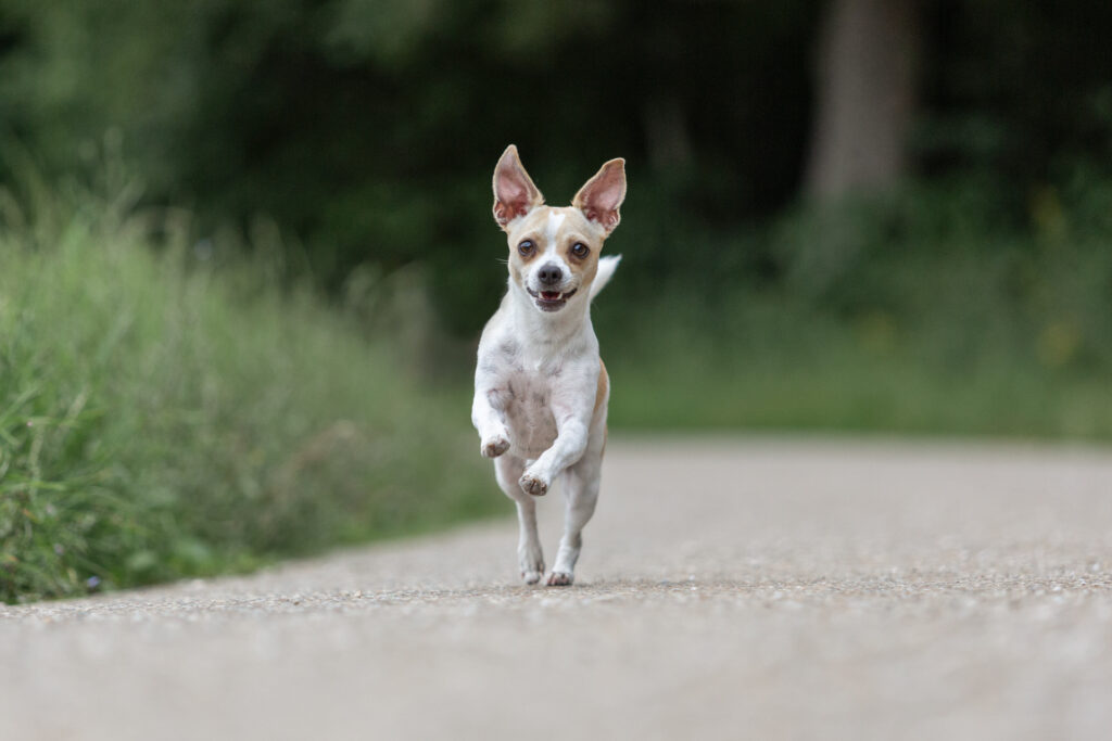 Hundeshooting mein Hund kann nichts Janina Eberle Tierfotografie