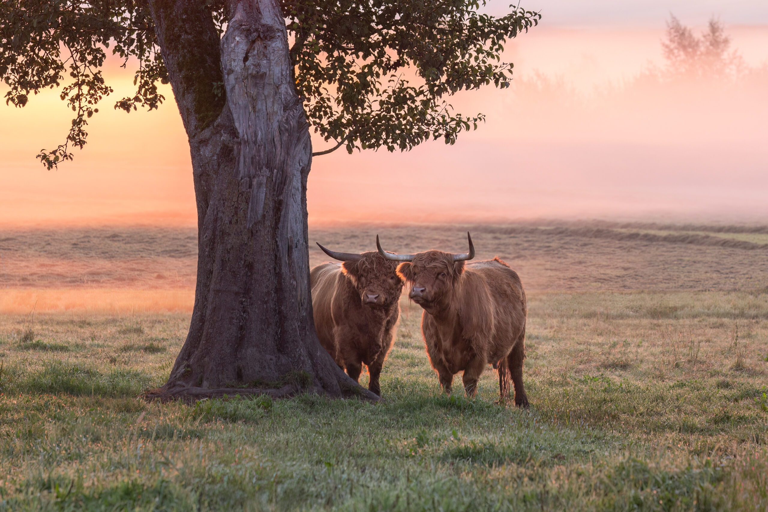 Sonnenaufgang mit Janina Eberle Tierfotografie