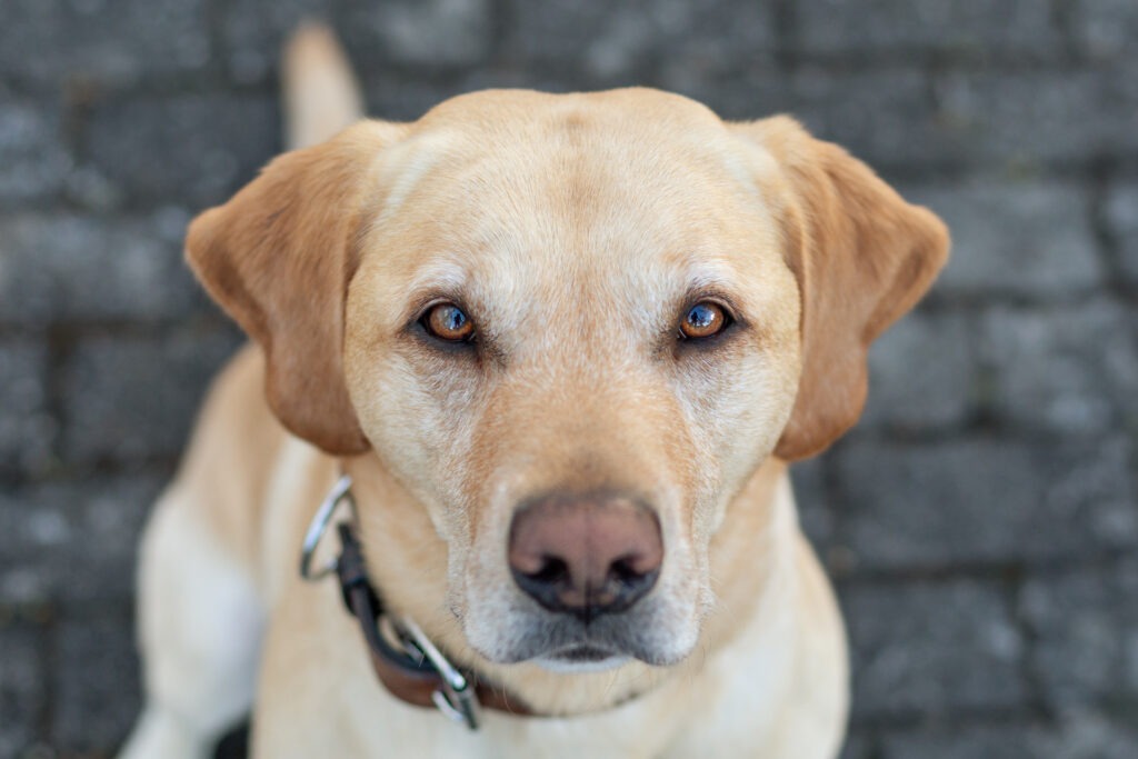 Hundeshooting in Ehingen Donau Janina Eberle Tierfotografie