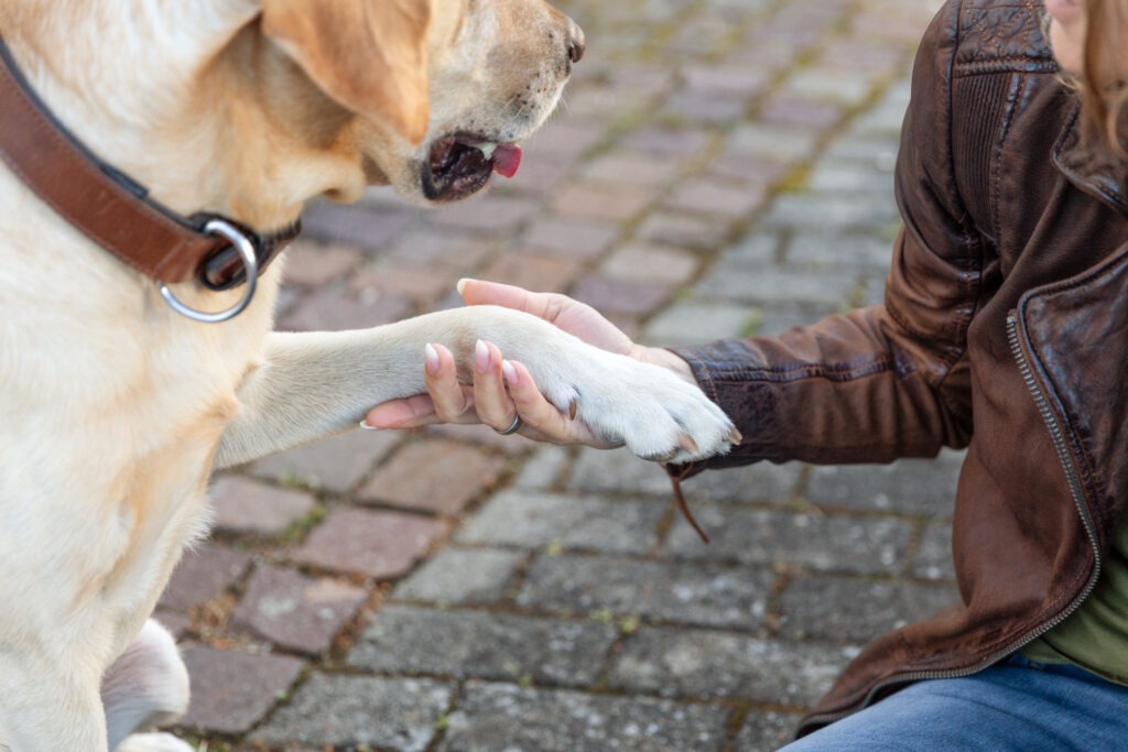 Hundeshooting in Ehingen Donau Janina Eberle Tierfotografie