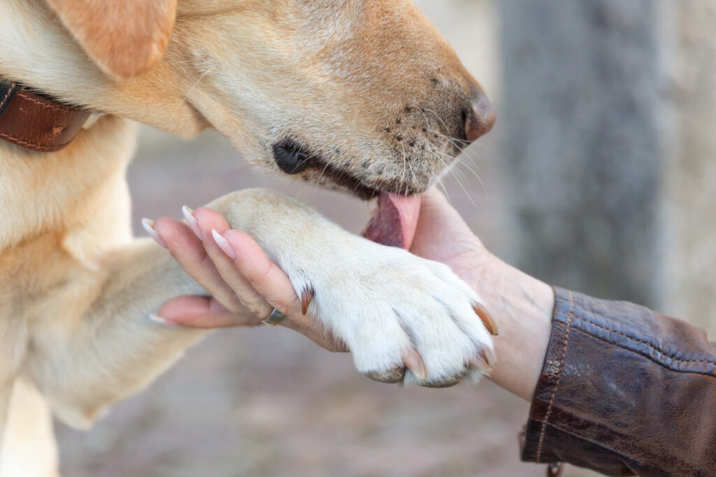 Hundeshooting in Ehingen Donau Janina Eberle Tierfotografie