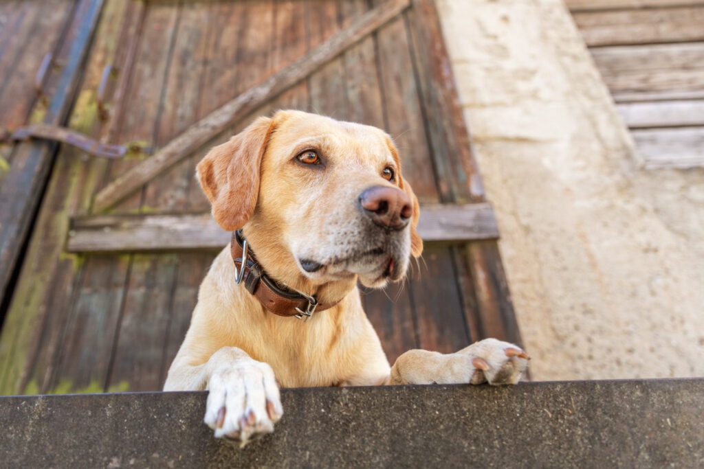 Hundeshooting in Ehingen Donau Janina Eberle Tierfotografie