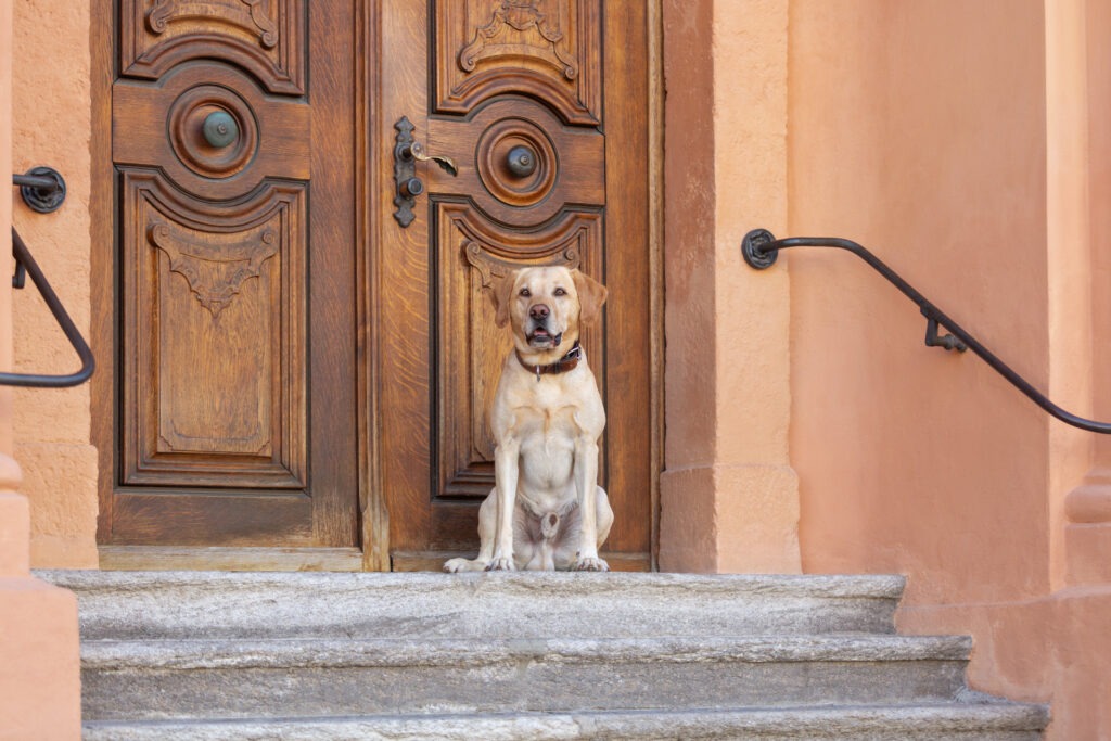 Hundeshooting in Ehingen Donau Janina Eberle Tierfotografie