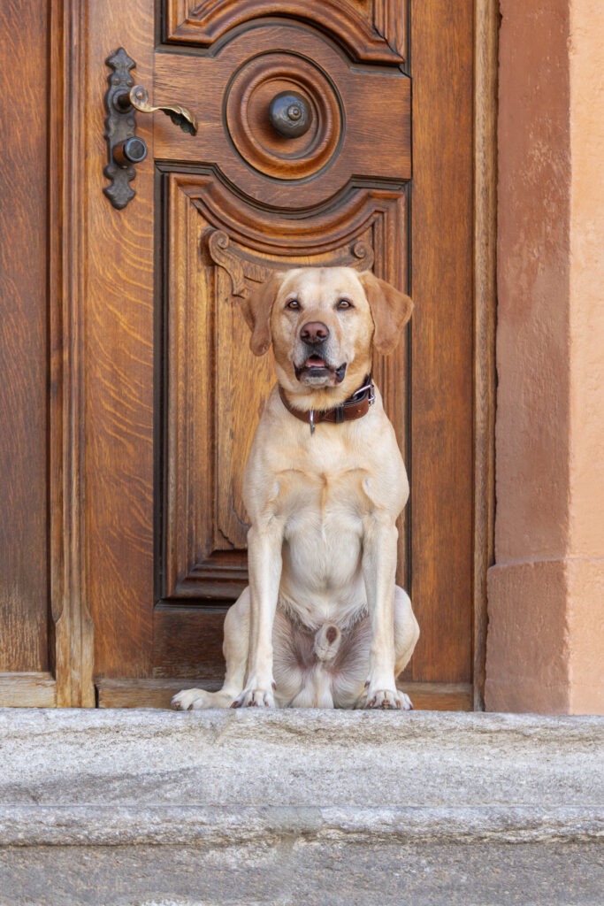 Hundeshooting in Ehingen Donau Janina Eberle Tierfotografie