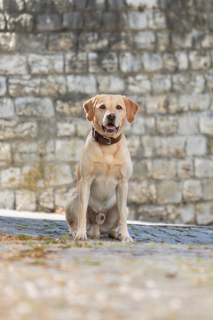 Hundeshooting in Ehingen Donau Janina Eberle Tierfotografie