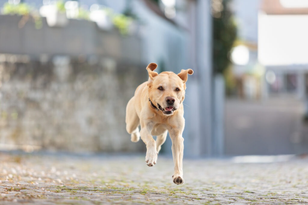 Hundeshooting in Ehingen Donau Janina Eberle Tierfotografie