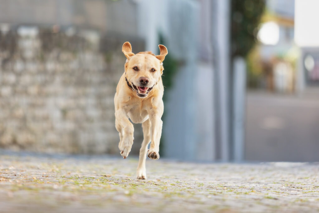 Hundeshooting in Ehingen Donau Janina Eberle Tierfotografie