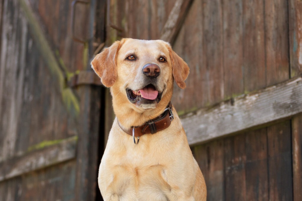 Hundeshooting in Ehingen Donau Janina Eberle Tierfotografie