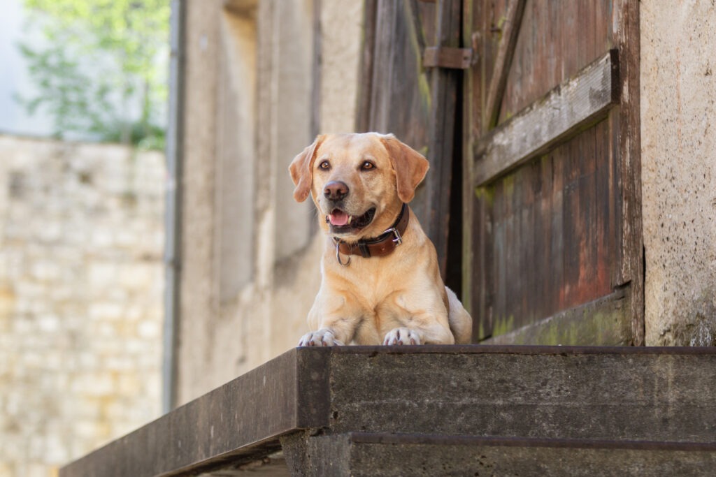 Hundeshooting in Ehingen Donau Janina Eberle Tierfotografie