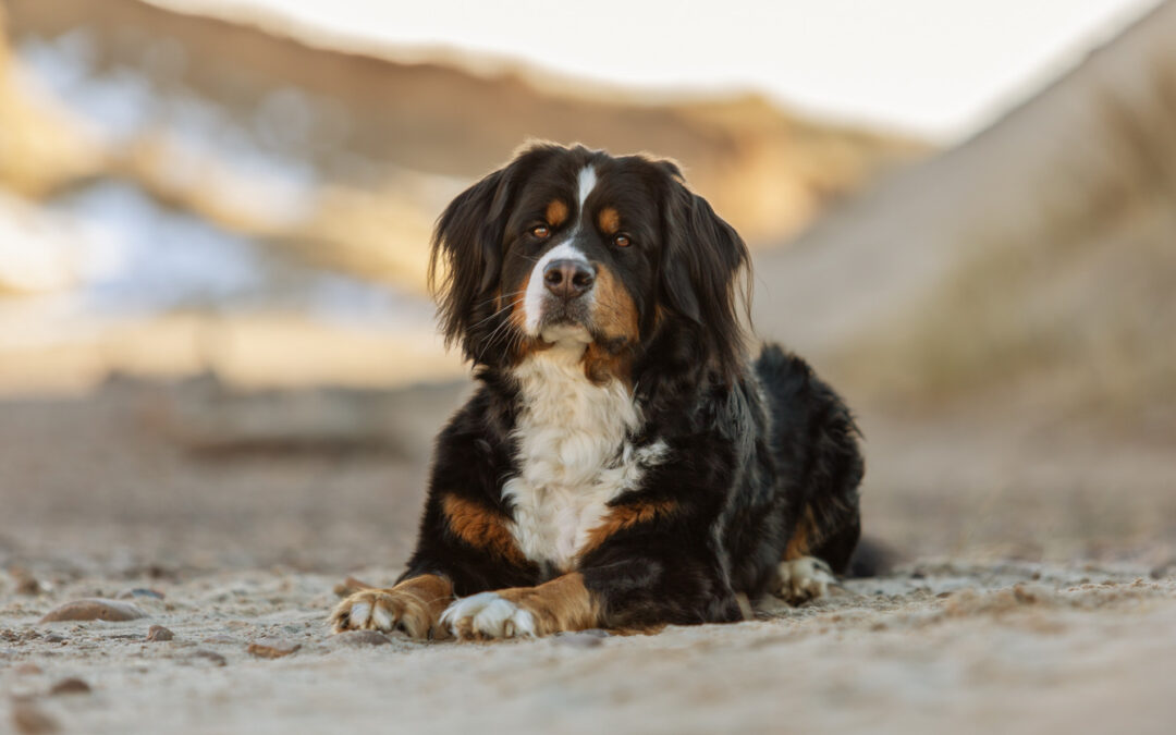 Hundeshooting mit Hormonchaos – läufige Hündinnen