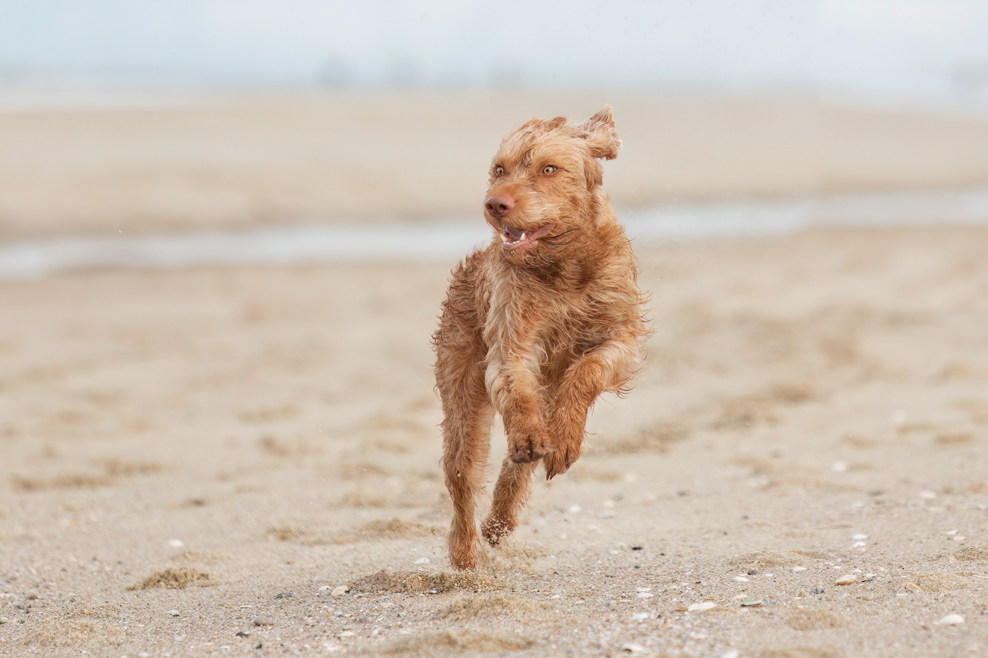 läufige Hündin rennt über den Strand beim Hundeshooting