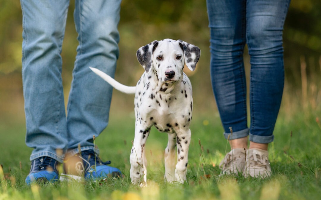 Welpenshooting mit Lotte