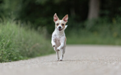 Hundeshooting – mein Hund kann nichts