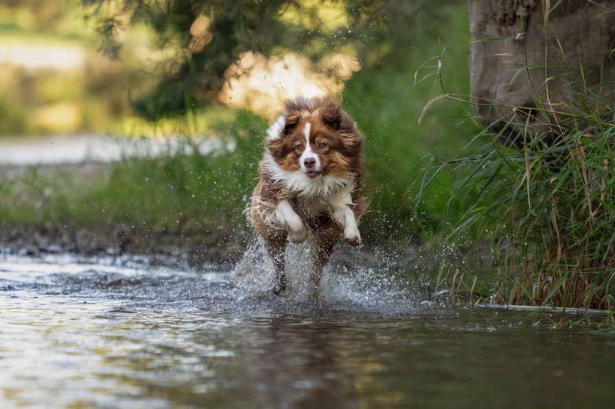 Hund rennt bei einem Wassershooting durchs Wasser