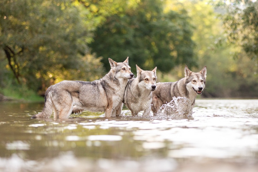 Hunde laufen durch den Fluss im Sommer bei einem Wassershooting