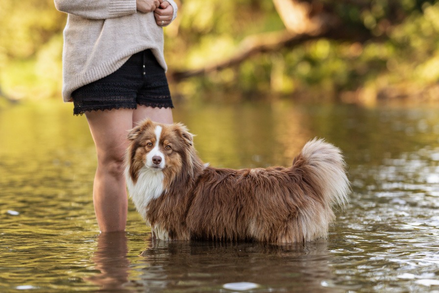 Hund und Frauchen stehen im Fluss bei einem Wassershooting