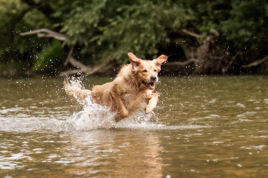 Hund hat Spaß im Wasser bei einem tollen Wassershooting im Sommer