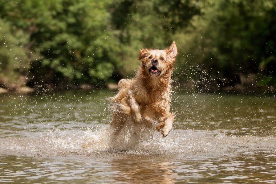 im Wasser spielender Hund beim einem Wassershooting
