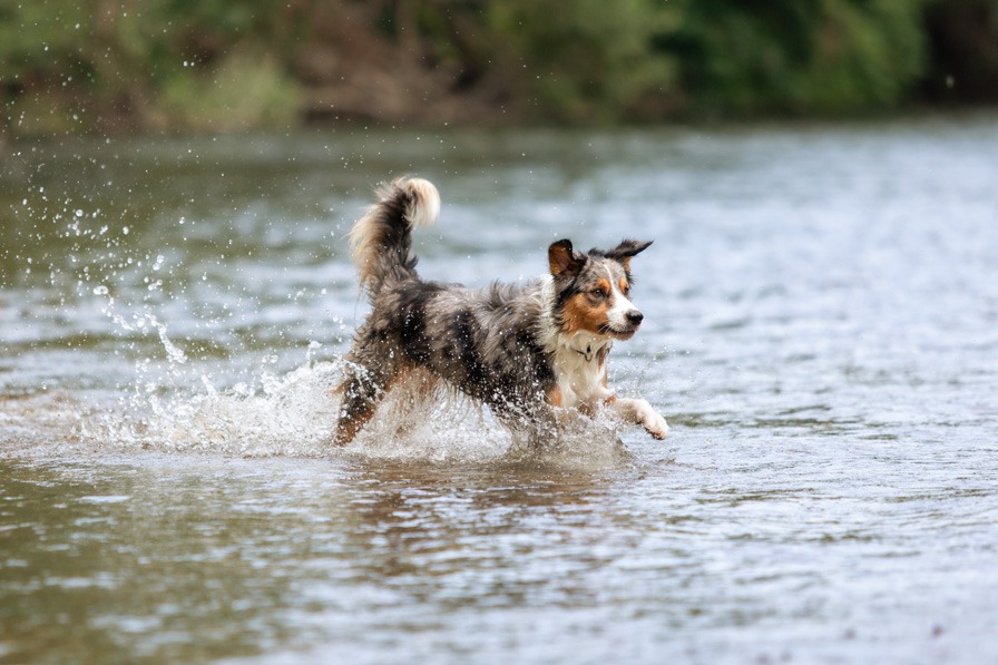 Ein Hund springt ins Wasser bei einem Wassershooting