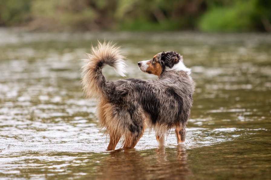 Hundeportrait im Wasser bei einem Hundeshooting