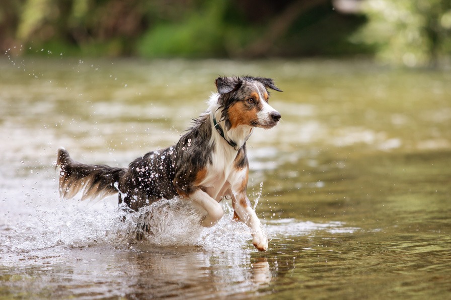 Hund springt ins Wasser beim Wassershooting