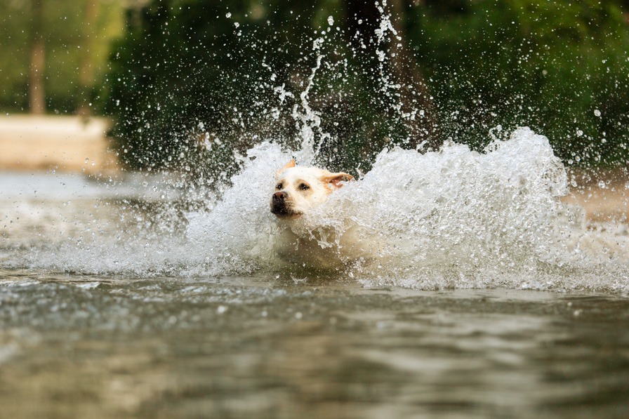 Labrador springt durchs Wasser beim Wassershooting mit Hund