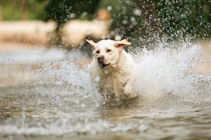 Labrador springt durchs Wasser beim Wassershooting mit Hund