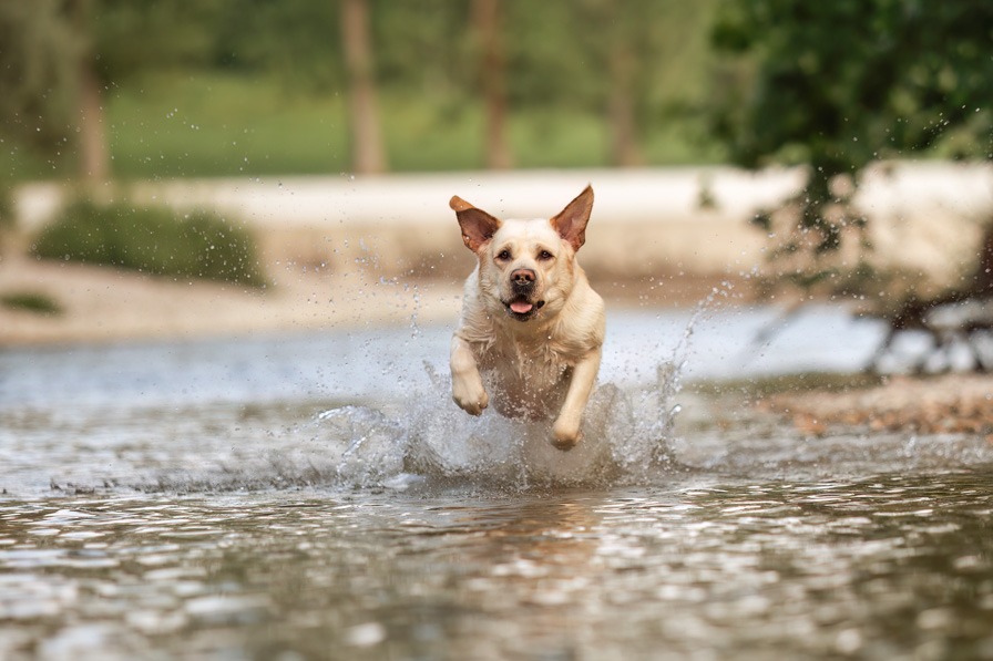 Labrador springt durchs Wasser beim Wassershooting mit Hund