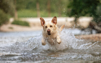Wassershooting mit Hund – Sommer, Spaß und unvergessliche Hundefotos im Wasser