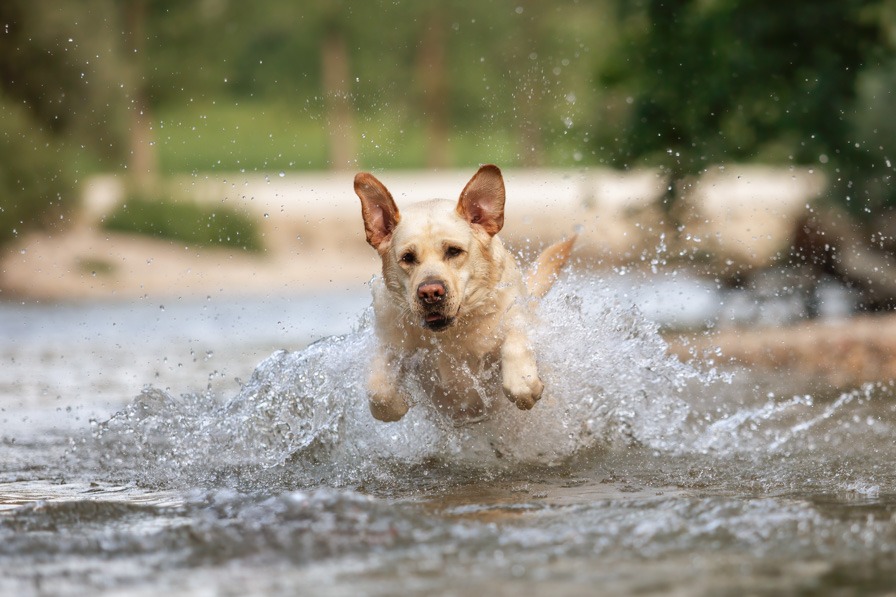 Wassershooting mit Hund, Labrador springt durchs Wasser