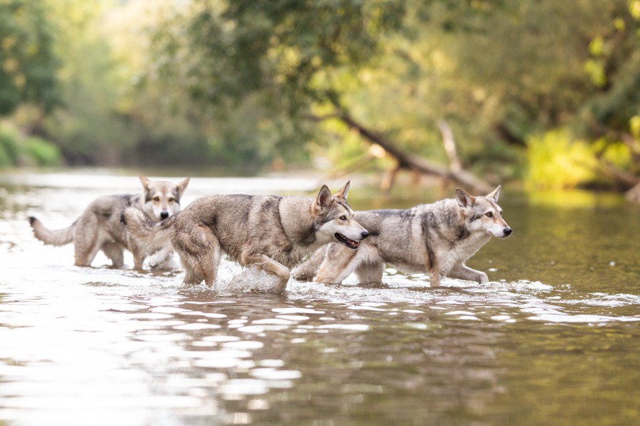 Hunde laufen durch den Fluss im Sommer bei einem Wassershooting