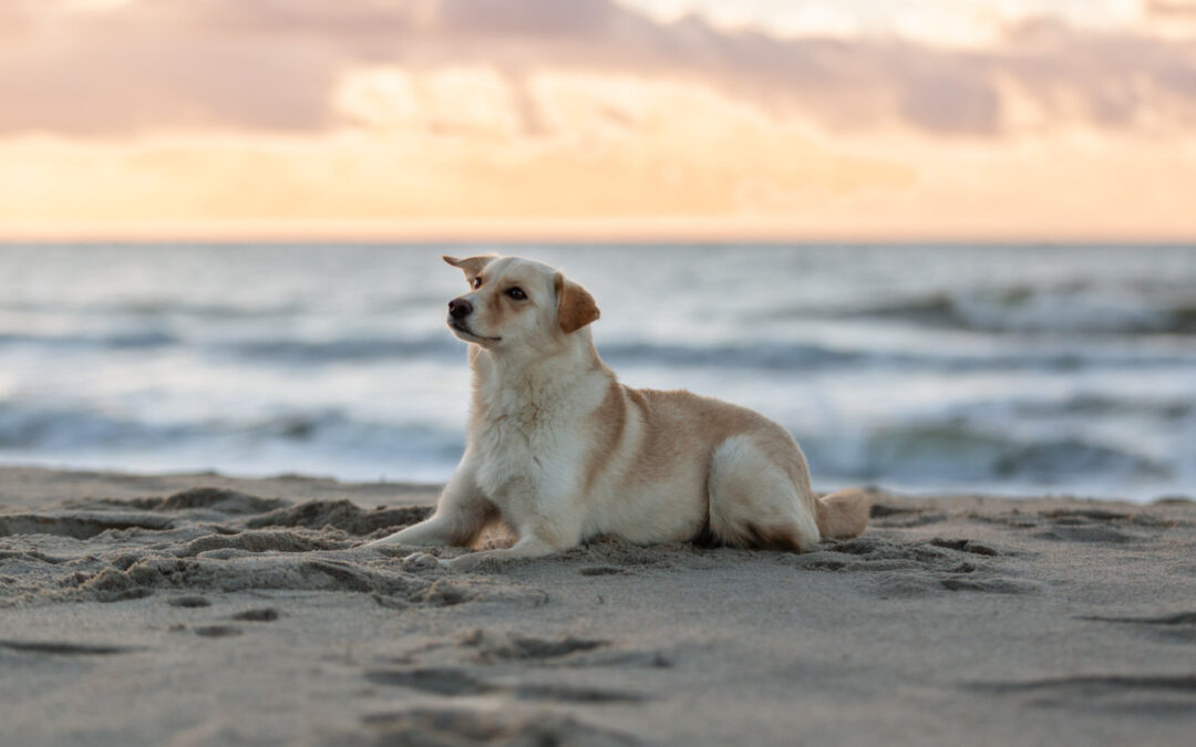 Hundeshooting mit Dolly, einem Tierschutzhund