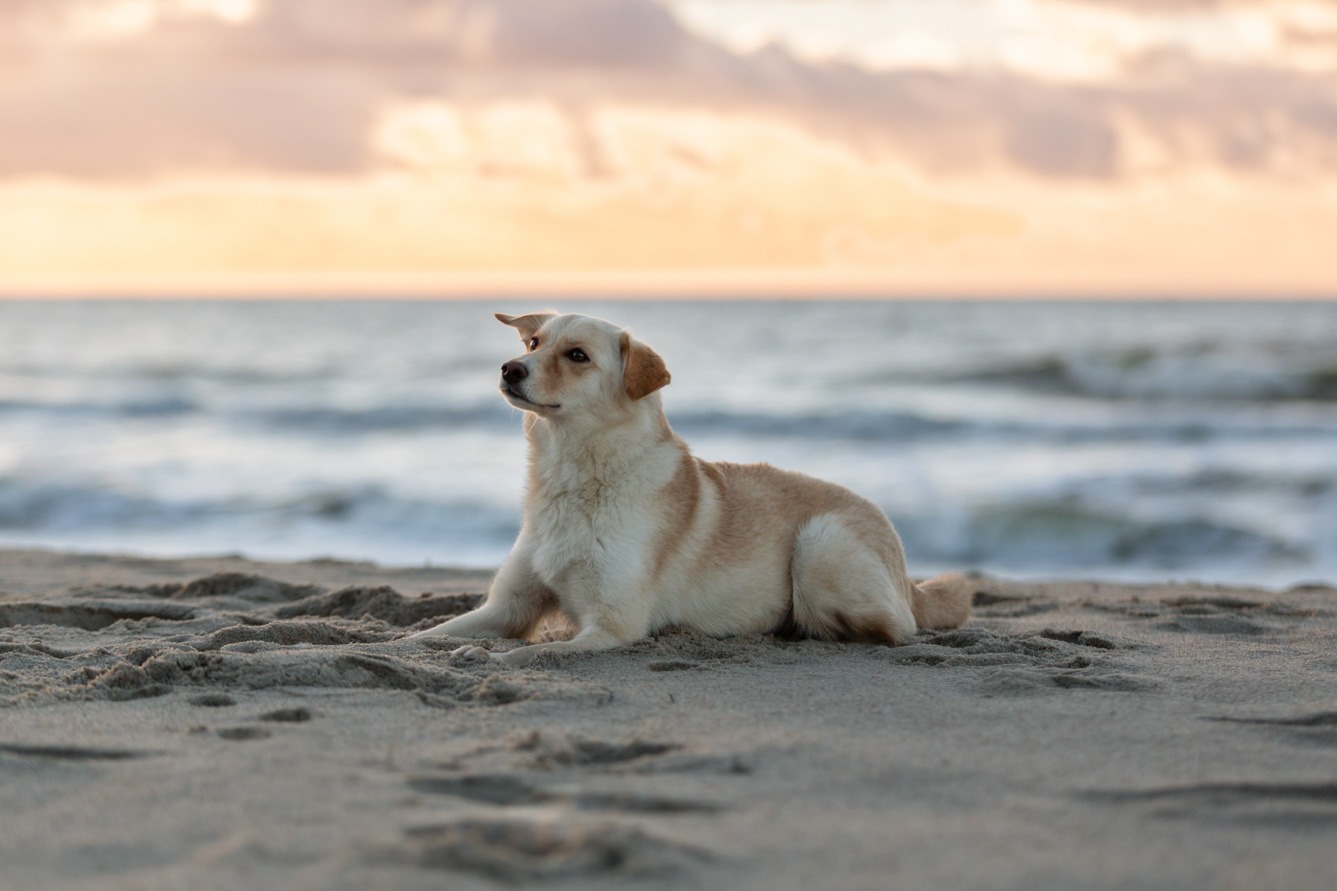 Fotoshooting Tierschutzhund am Strand im Sonnenuntergang