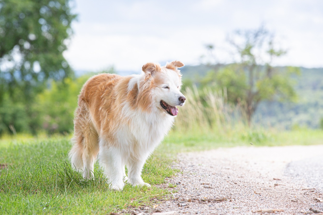 Dunkle Tage - Regenbogenshooting Border Collie